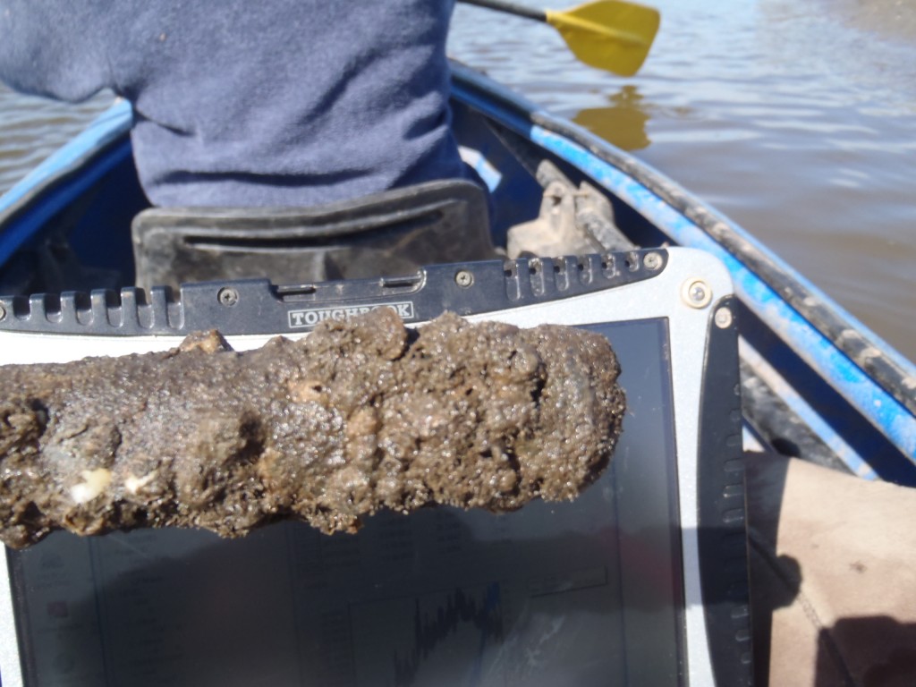 Levelogger Fouled by Bay Barnacles and Various Other Invertebrates in the Hackensack River, NJ