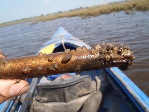levelogger with biofouling