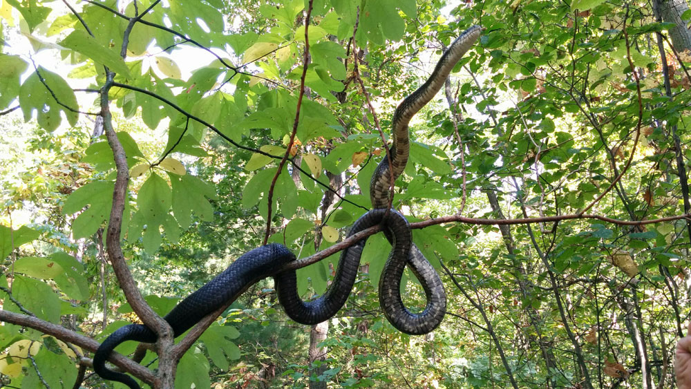 endangered carolinian gray ratsnake