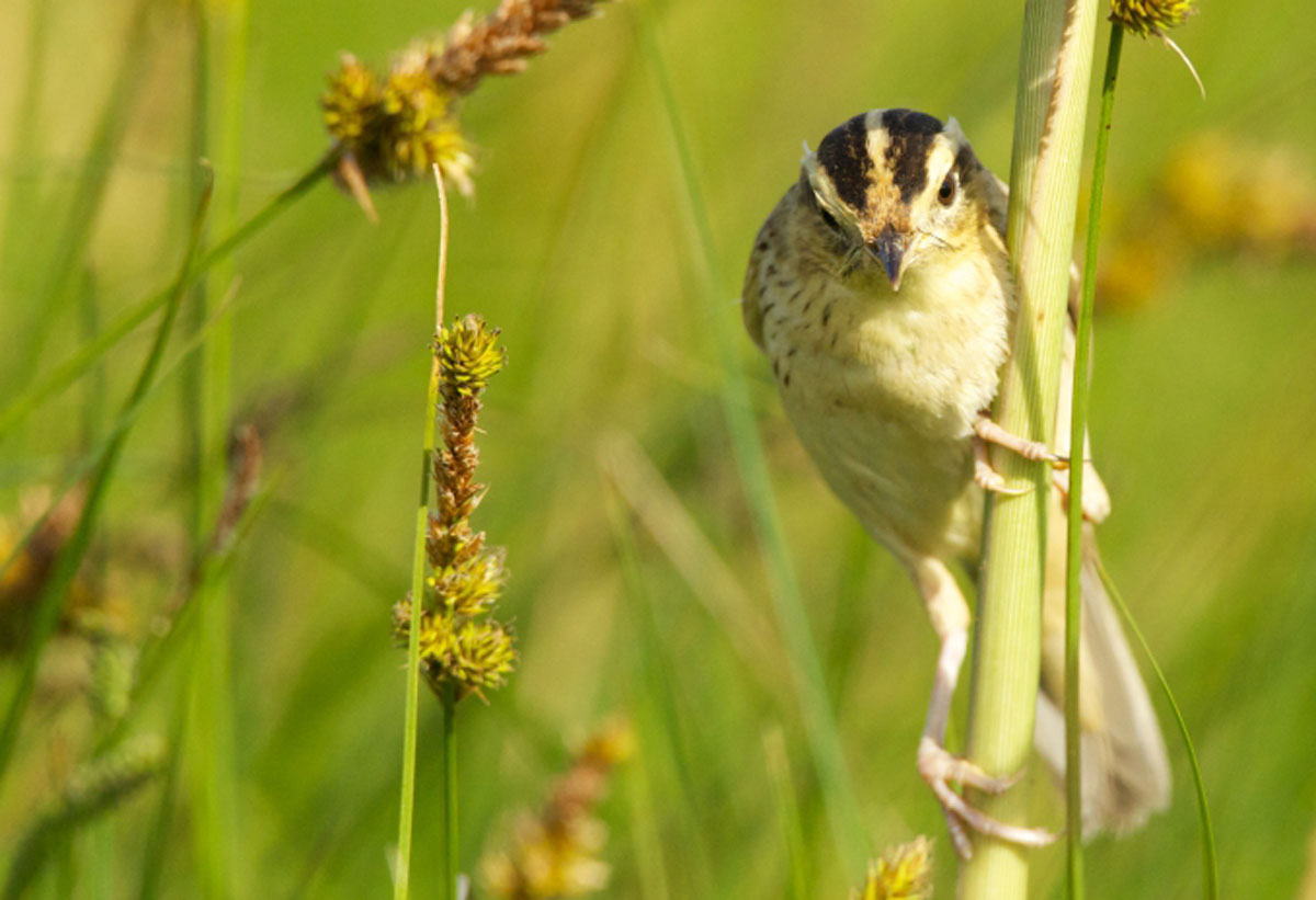 aquatic warbler