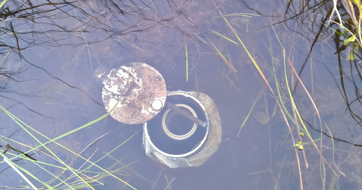 solinst levelogger deployed in monitoring well in wetland