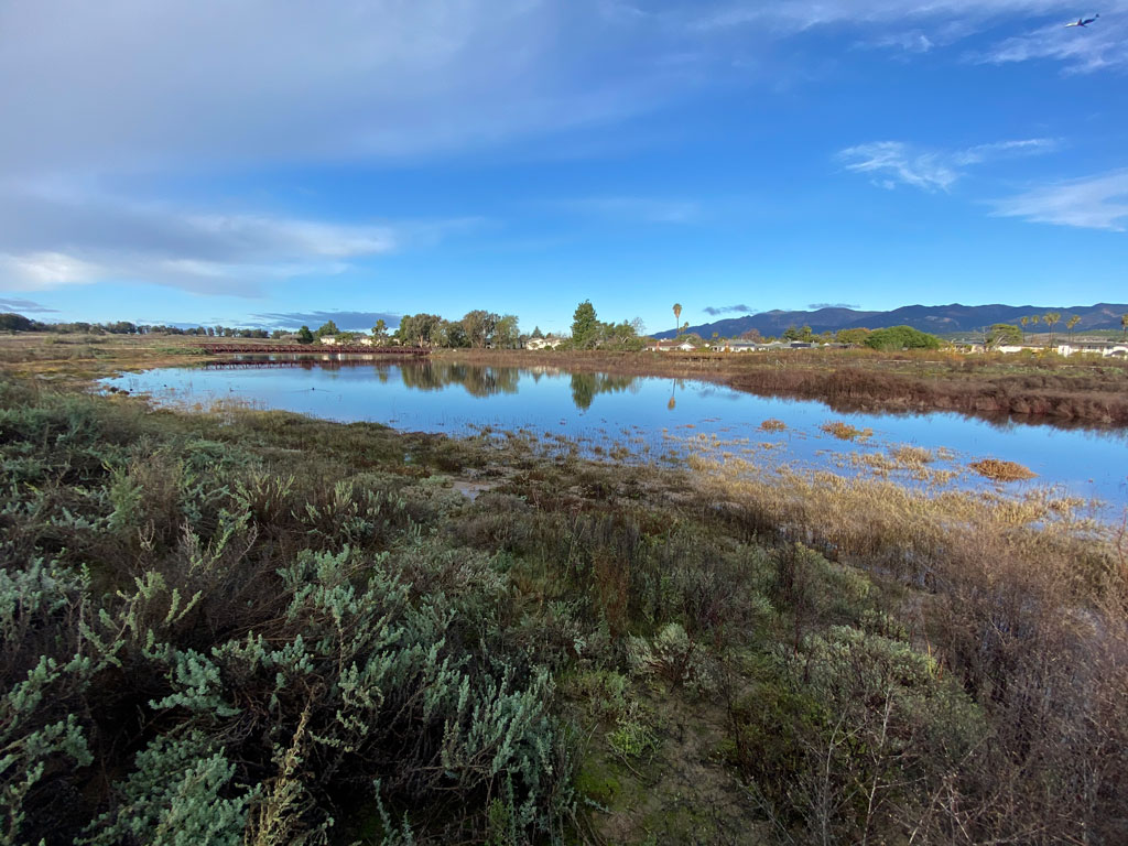 native plant species re-established at the devereux slough