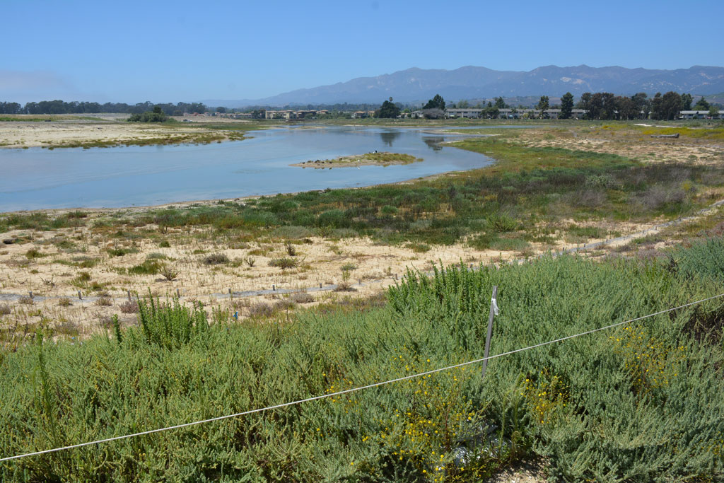 native plant restoration in the devereux slough