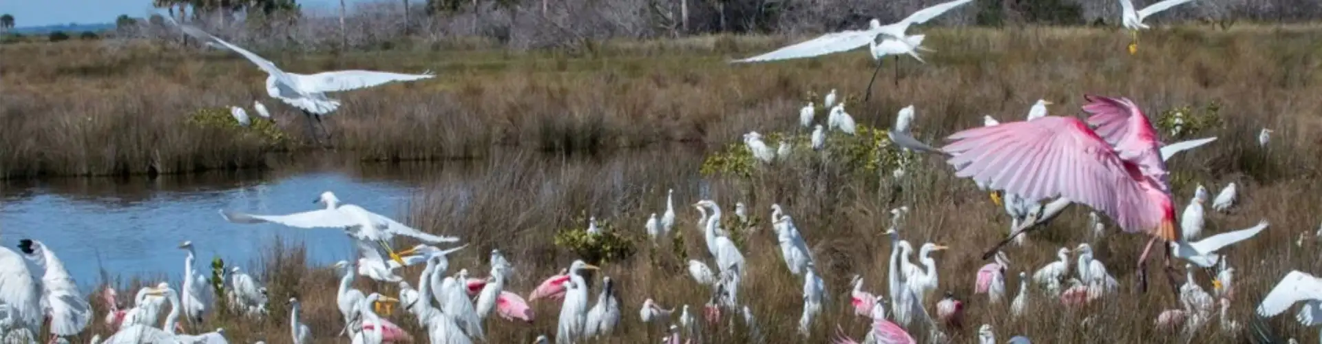 Scientists Monitor Water in Everglades with Hydrostation scientists monitor water in everglades with hydrostation
